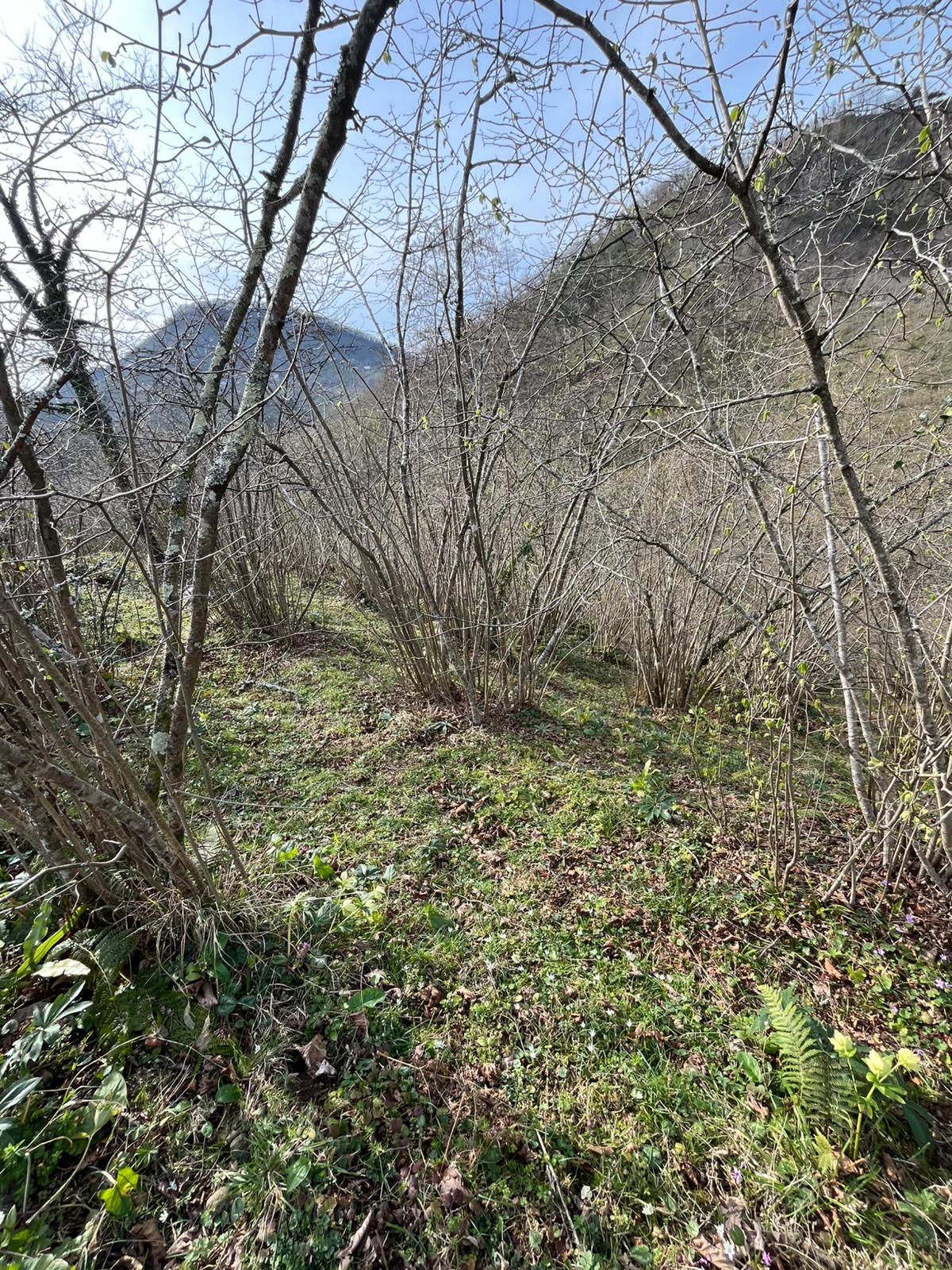 SATILIK FINDIK BAHCESİ( ARSA)